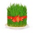 Novruz Bayramı Təbrikləri