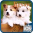 Dogs Jigsaw Puzzles Yüklə