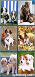 Dogs Jigsaw Puzzles ekran görüntüsü